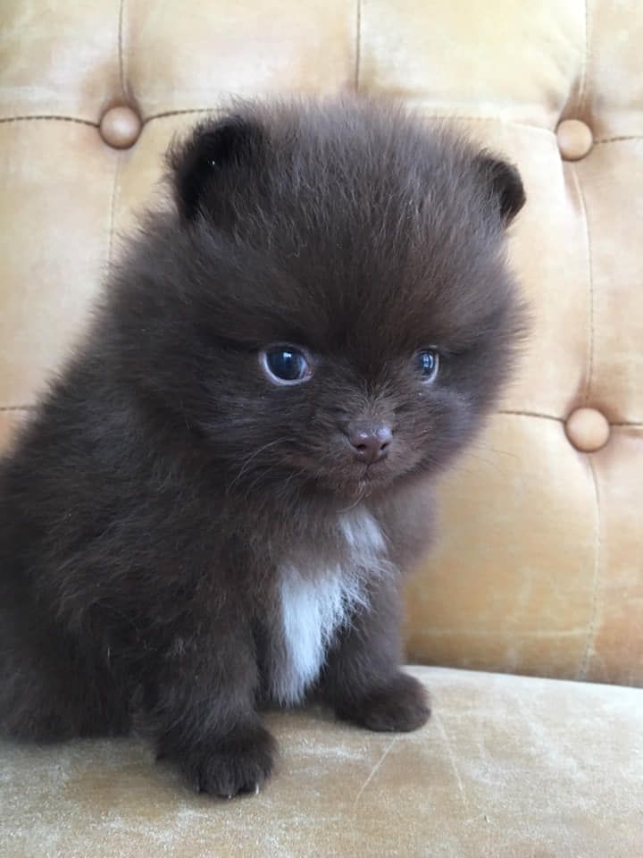 Pomlicious Obsessed With Oreo